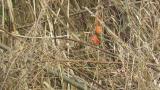 Foraging Long-tailed Rosefinch