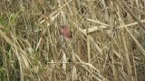 Foraging Long-tailed Rosefinches