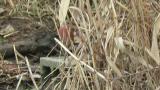 Foraging Long-tailed Rosefinch