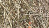 Foraging Long-tailed Rosefinch