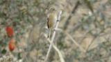Perched Long-tailed Rosefinch