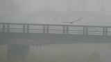Eastern Marsh Harrier in flight