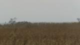 Eastern Marsh Harrier low in flight and frightened ducks