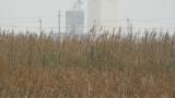 Eastern Marsh Harrier low in flight