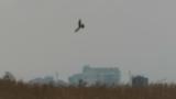 Eastern Marsh Harrier low in flight and mobbed by a crow