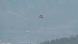 Eastern Marsh Harrier stayed almost still on the air against strong wind