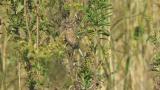 Foraging Long-tailed Rosefinch