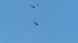 Two Eastern Marsh Harriers in flight