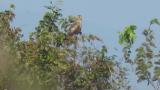 Perched Eastern Marsh Harrier