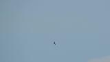 Eastern Marsh Harrier soaring high