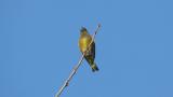 Singing Grey-capped Greenfinch (fall song)