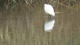 Walking Little Egret
