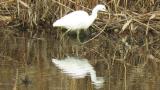 Walking Little Egret