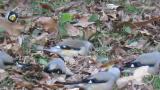 Chinese grosbeak foraging among the flock of Japanese Grosbeaks