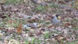 Chinese grosbeak foraging among the flock of Japanese Grosbeaks