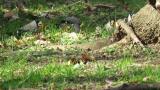 Chinese grosbeak foraging among the flock of Japanese Grosbeaks