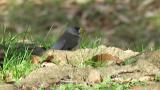 Foraging Chinese Grosbeak