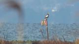 Steller's Sea Eagle perched on the flag and reacted to flying birds
