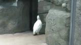 Rock Ptarmigan knocking the window