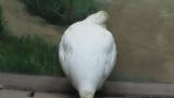 Rock Ptarmigan knocking the window