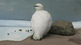 Rock Ptarmigan, preening