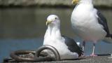 Resting Slaty-backed Gulls