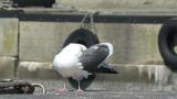 Slaty-backed Gull, preening