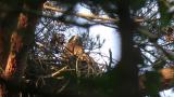 Black Kite at nest