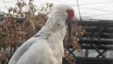 Preening Crested Ibis