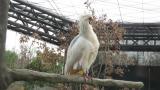 Preening Crested Ibis