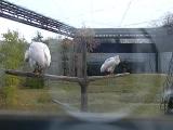 Preening Crested Ibises