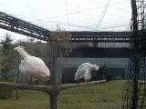 Preening Crested Ibises