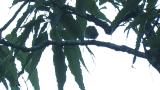 Singing Eastern Crowned Warbler