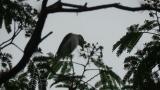 Perched Ashy Minivet and voice