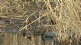 Walking Ruddy-breasted Crake