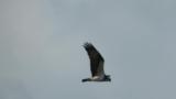 Western Osprey, hovering