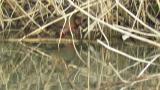 Walking Ruddy-breasted Crake