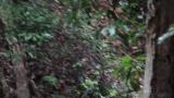 Confronting male Blue-and-white Flycatchers