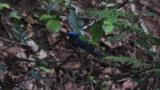 Confronting male Blue-and-white Flycatchers