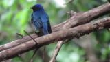 Blue-and-white Flycatcher singing in low volume