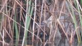 Brown-cheeked Rail, walking and became hidden