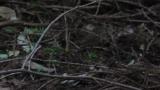 Fledgling of Asian Stubtail