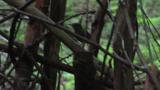 Fledgling of Asian Stubtail