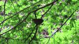 Fledgling of Asian Stubtail moving on twigs