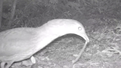 ミミズを食べるミゾゴイ