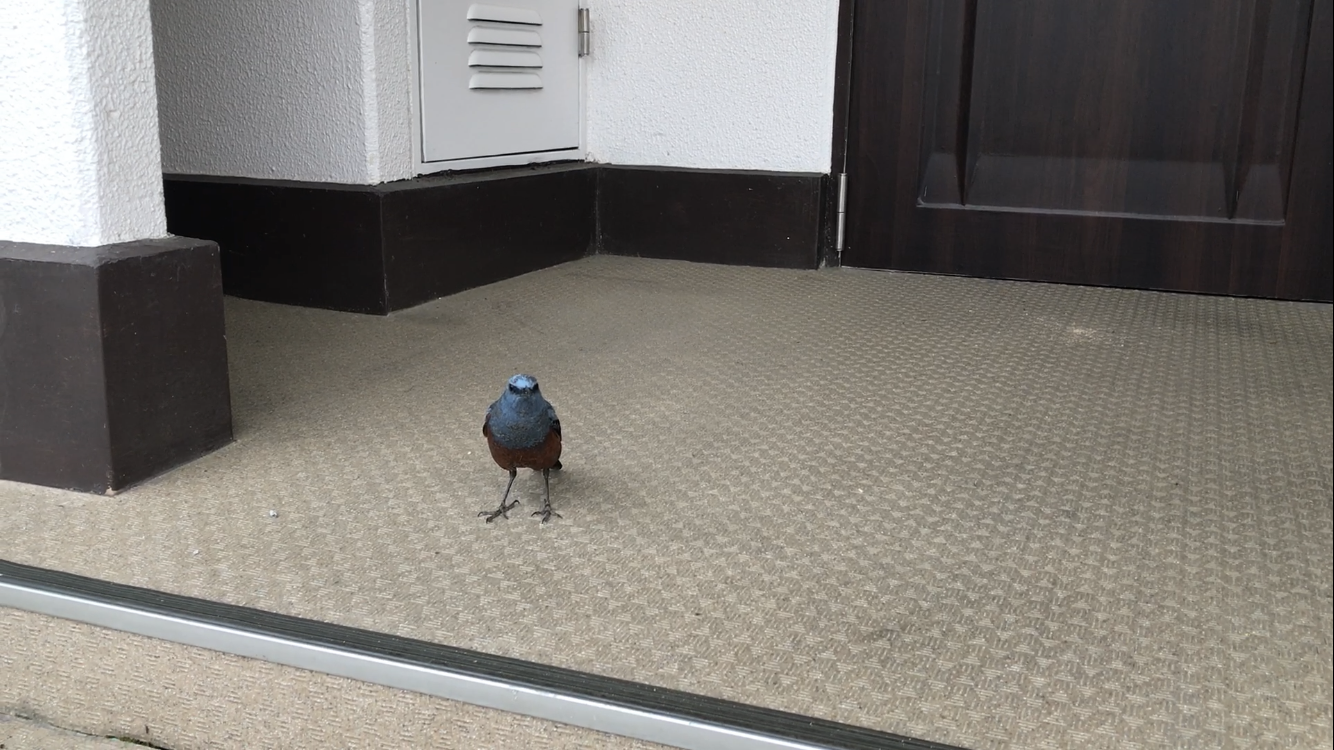 イソヒヨドリ（オス）が初めて玄関にやってくる