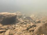 マタナゴの縄張り行動
