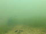 カワヒガイの産卵行動