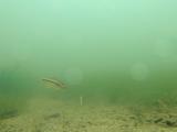 カワヒガイの繁殖行動