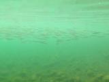琵琶湖アユの群れ行動